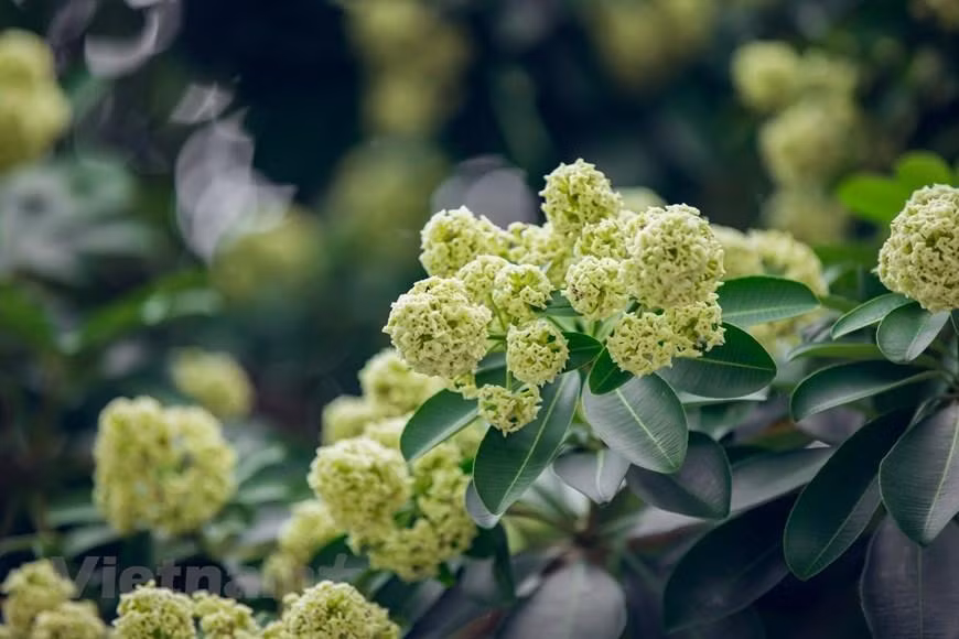 Hanói tiene calles famosas con el apasionado aroma de las flores de Alstonia scholaris como Trung Hoa, Nguyen Du, Quan Thanh, Nguyen Chi Thanh.