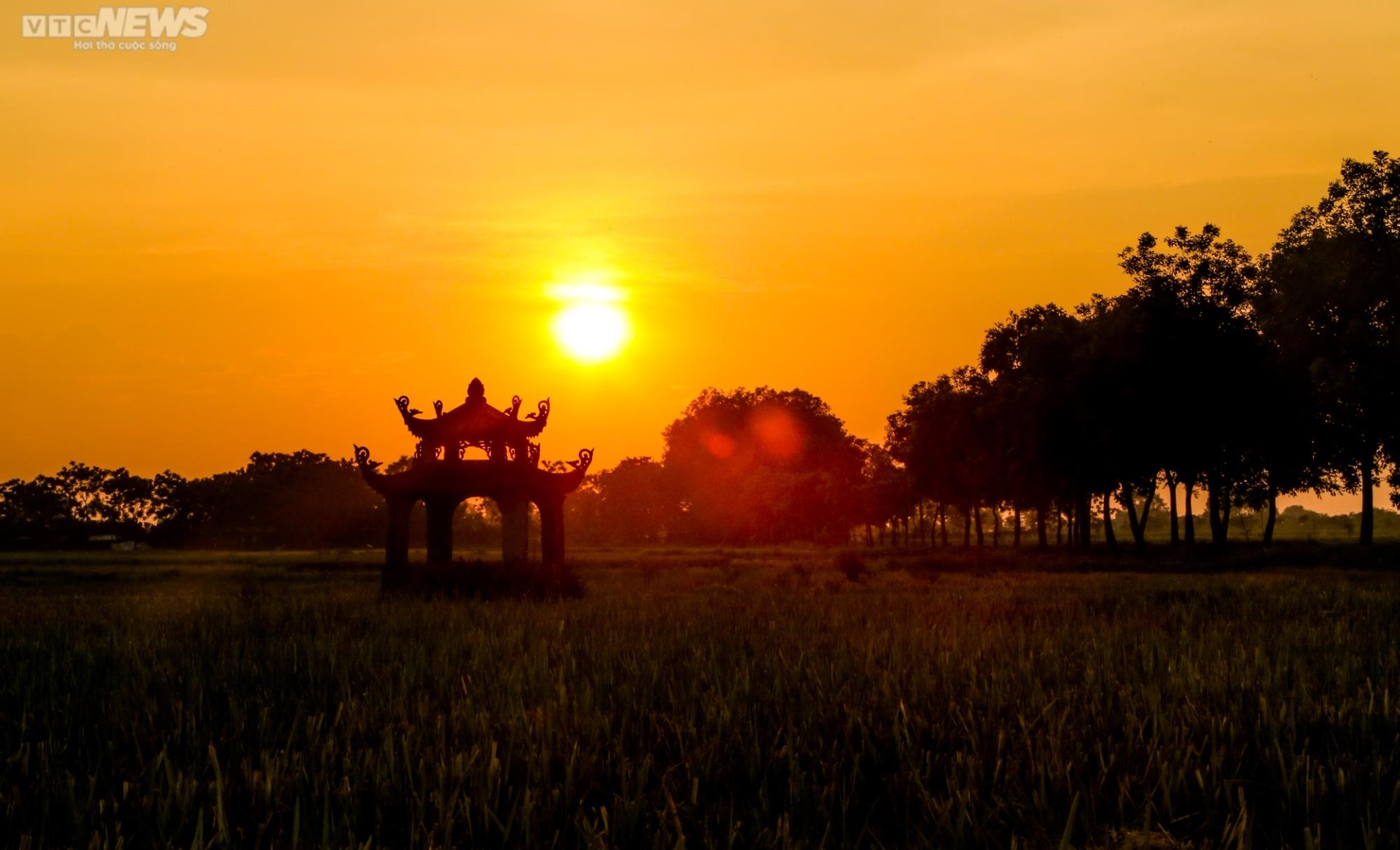Los campos de arroz dorado combinados con el sol de la tarde crean una hermosa estampa.