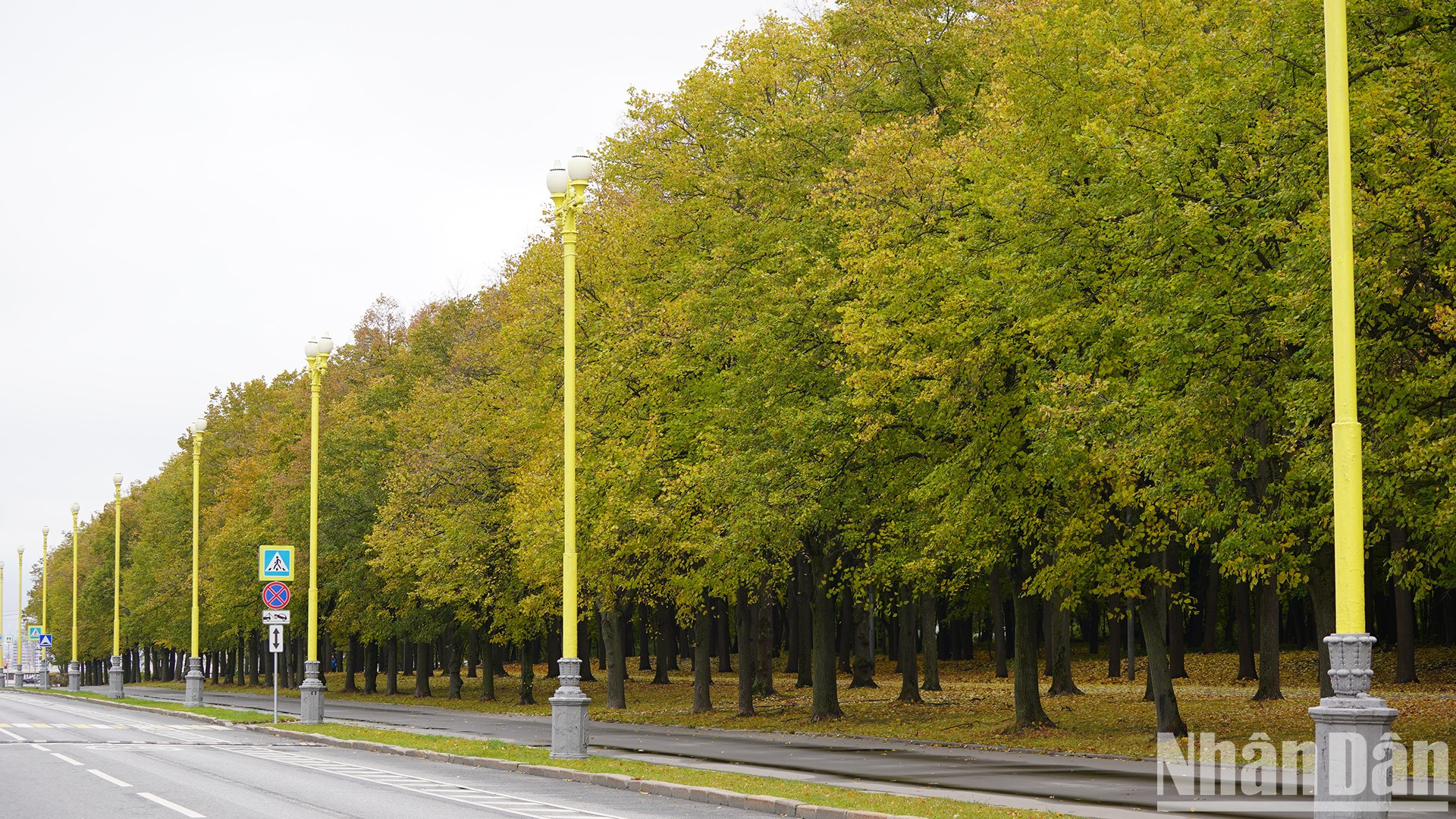 Hileras de arboles dorados a lo largo del camino a la Universidad Estatal de Moscú. Hileras de arboles dorados a lo largo del camino a la Universidad Estatal de Moscú.
