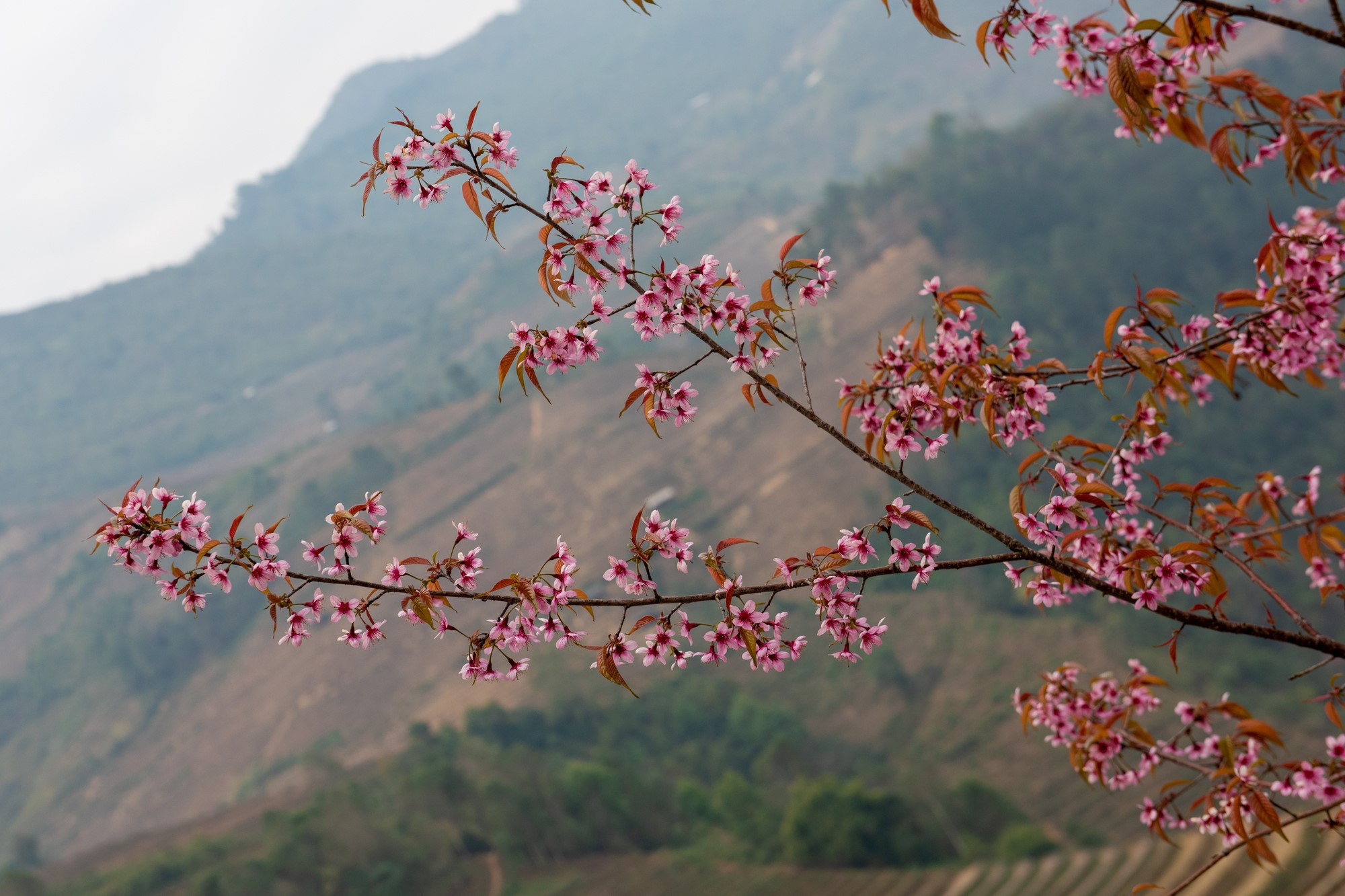 Las flores también señalan el Año Nuevo de la minoría étnica Mong.