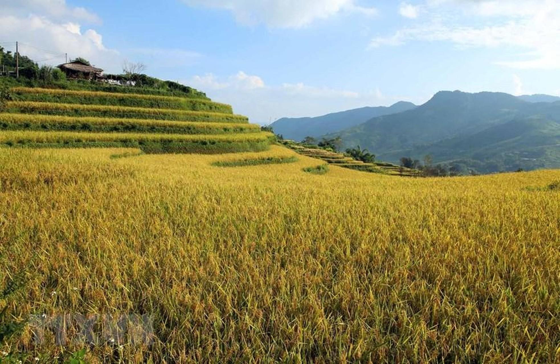 Los campos dorados en la aldea de Den Thang señalan la vida próspera de la minoría étnica.