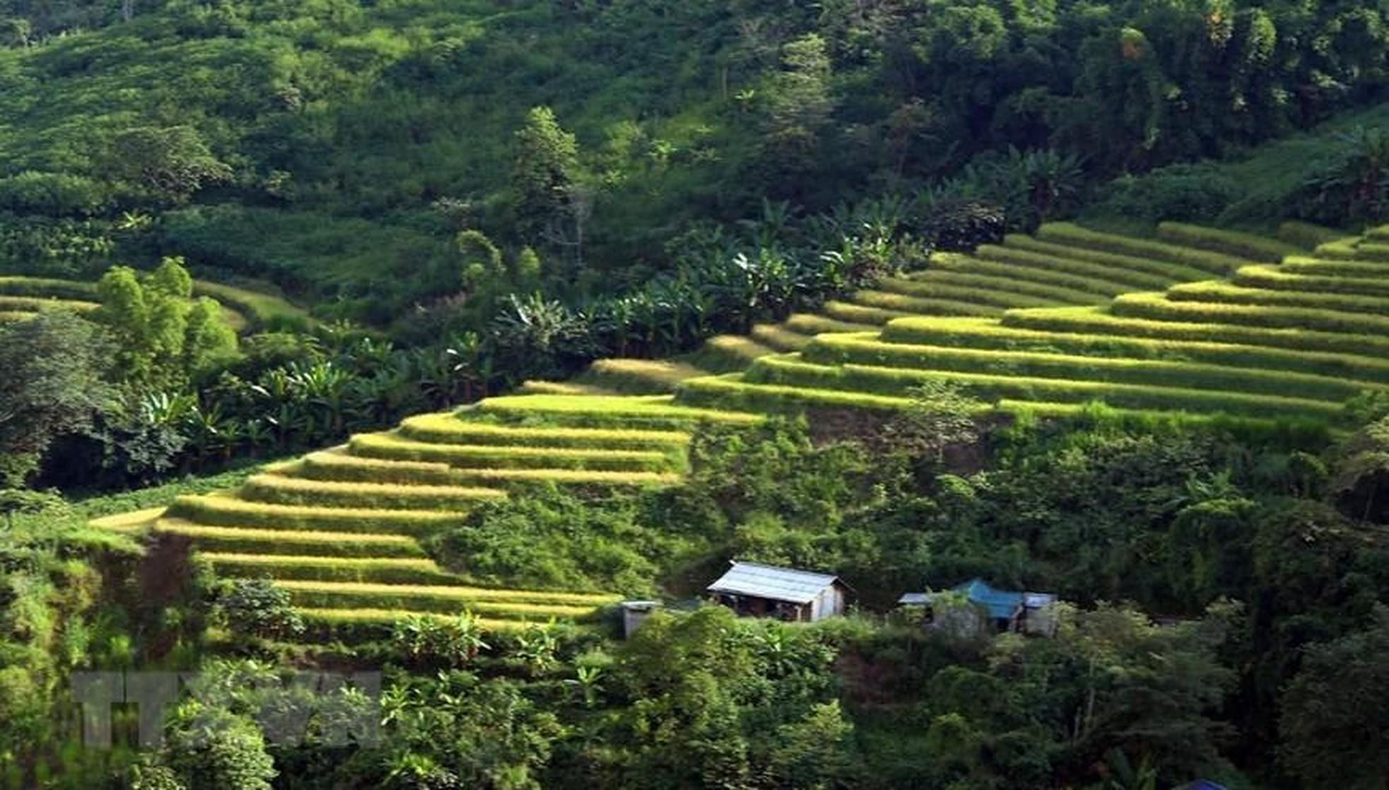 En esta temporada, los campos parecen la seda cubriendo las montañas entre el sol otoñal.