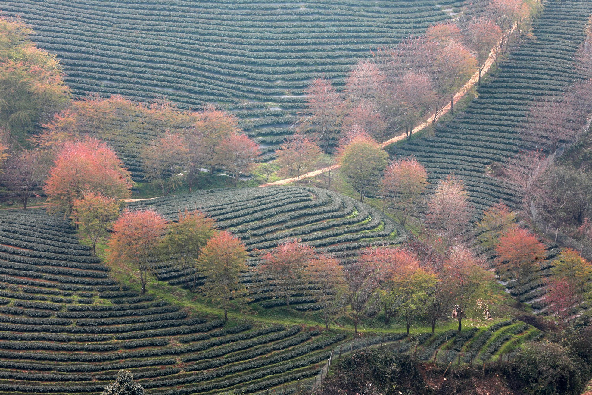 Las flores de cerezo florecen a lo largo de las colinas de Oolong. Las flores de cerezo florecen a lo largo de las colinas de Oolong.