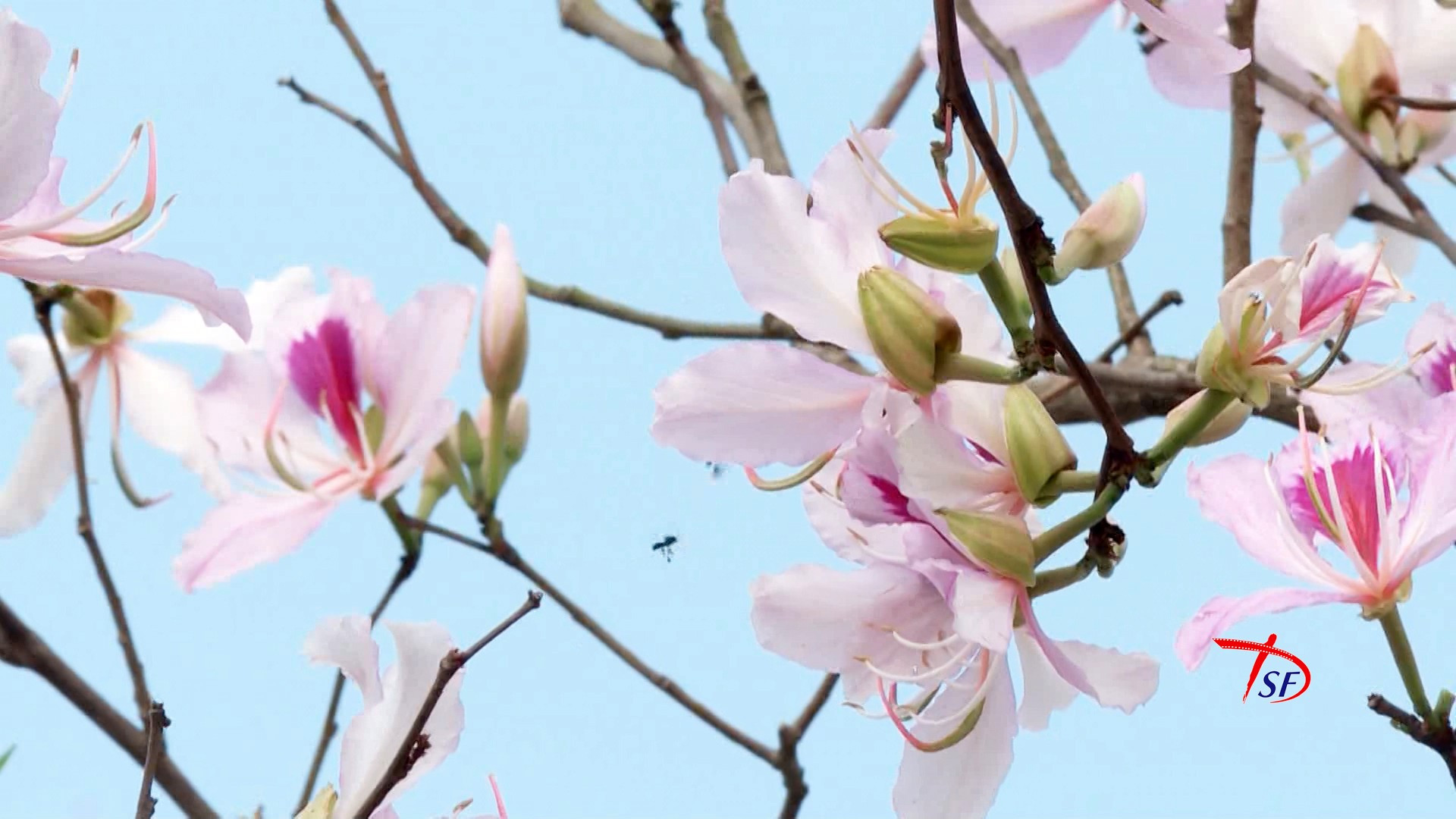 Flores de Ban, peculiaridad de Dien Bien.