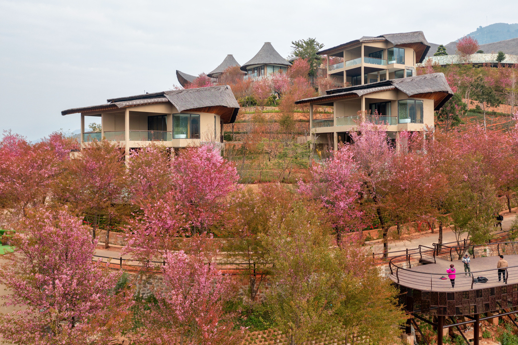 Las flores de durazno silvestre cubren un resort en Mu Cang Chai.