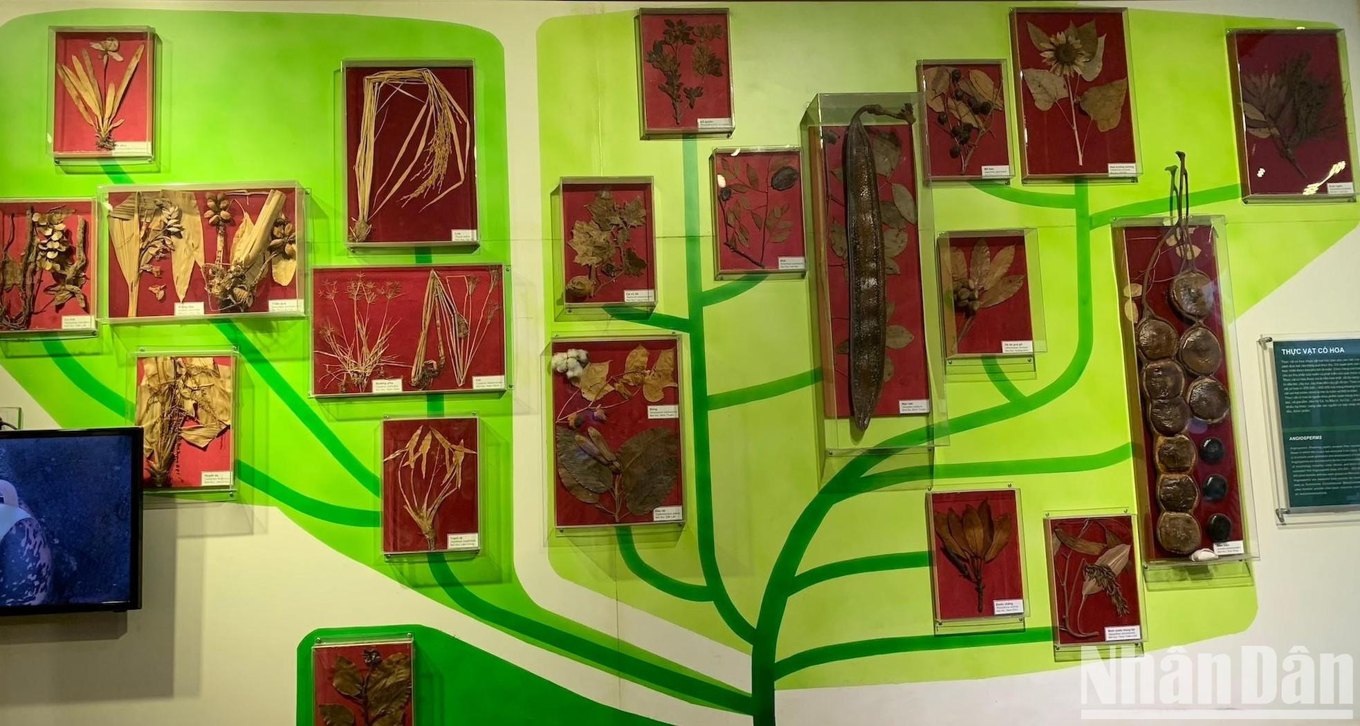 Simulación evolutiva de plantas florales: enredaderas, arbustos, hierbas y árboles grandes.