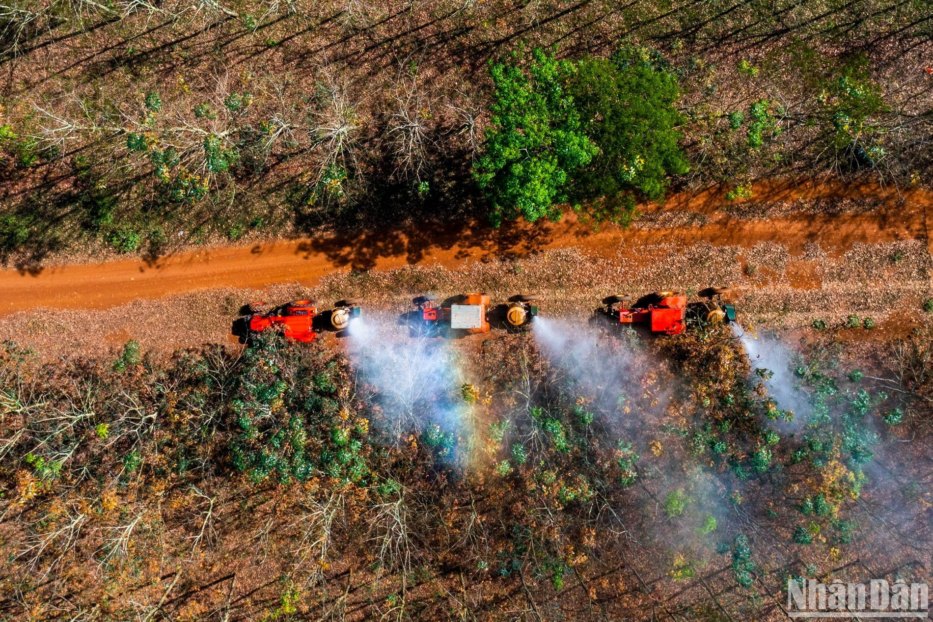 Después de rociadas, las hojas estarán estables y hermosas todo el año, el árbol crecerá bien y se obtendrá un alto rendimiento. Después de rociadas, las hojas estarán estables y hermosas todo el año, el árbol crecerá bien y se obtendrá un alto rendimiento.
