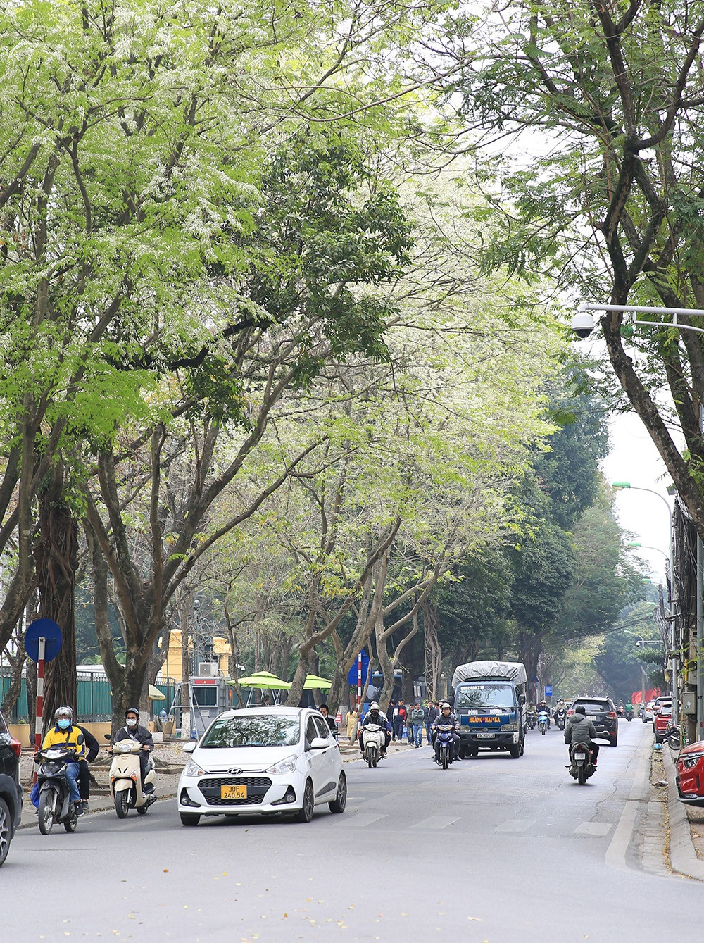 La especie cautiva el corazón de muchas personas gracias a su belleza delicada.