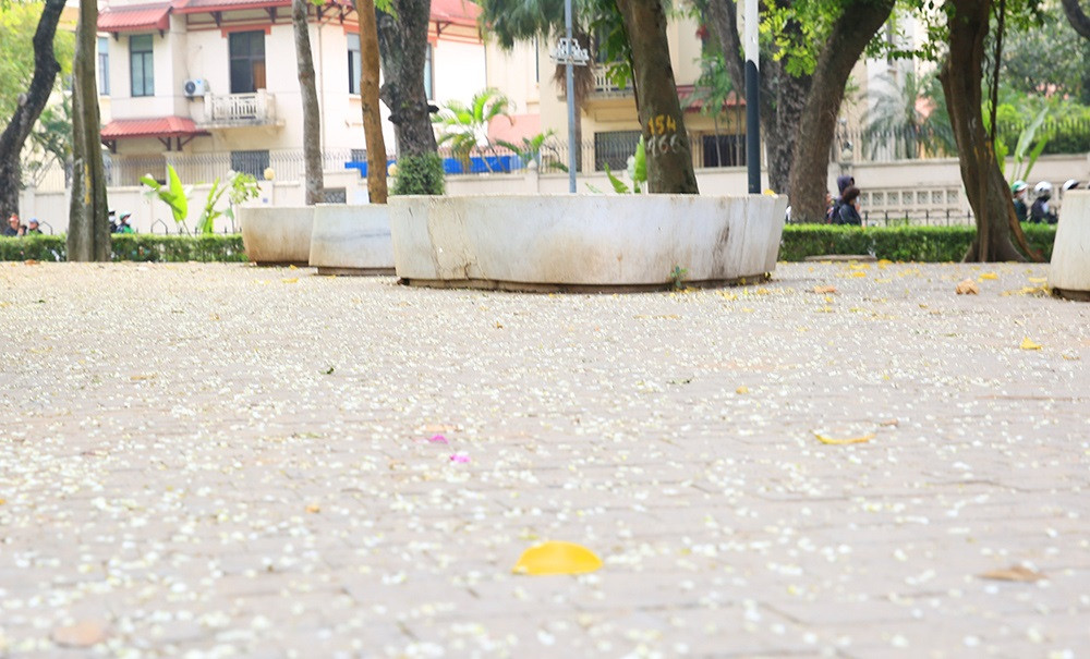 Pétalos blancos salpican un patio del Parque Lenin, en el distrito de Ba Dinh.