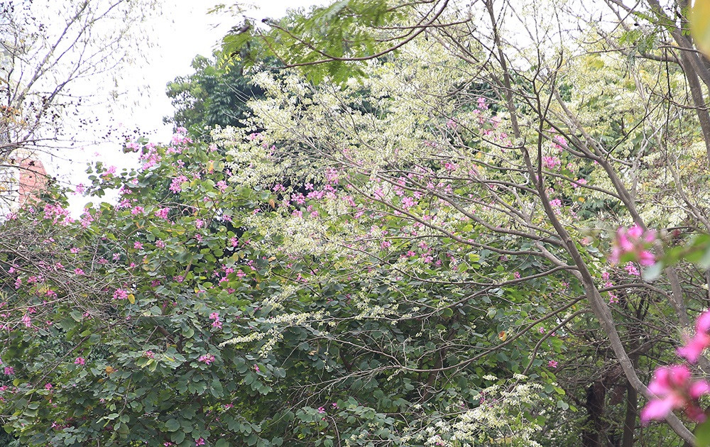 El tono especial de “Sua” ilumina un rincón del firmamento.