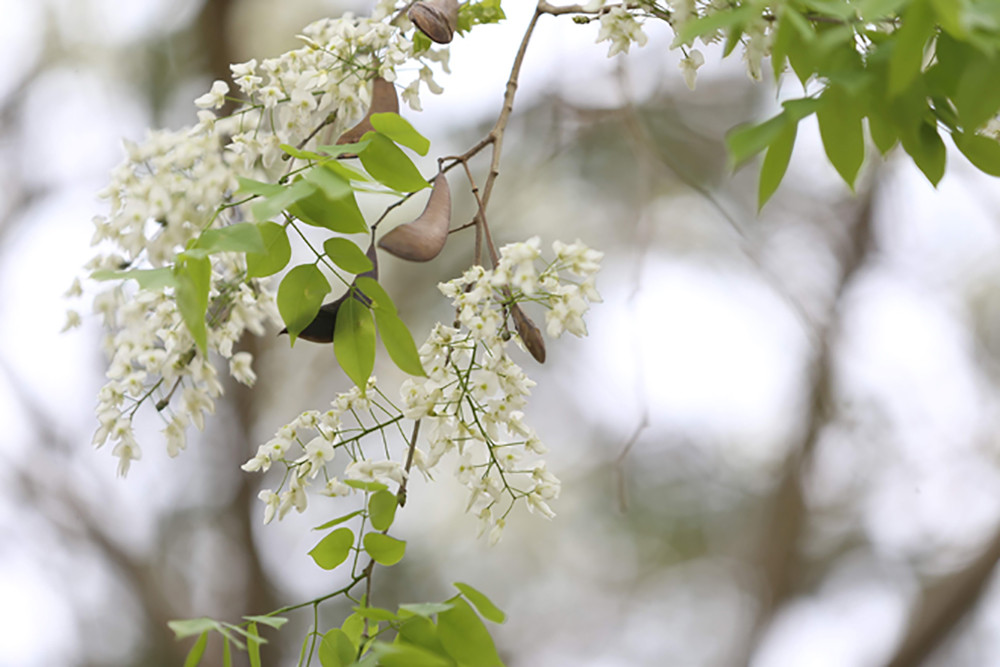 Las flores son diminutas y frágiles.
