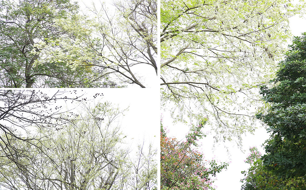 A veces, solo en pocos días las hojas verdes ceden espacio al blanco inmaculado.