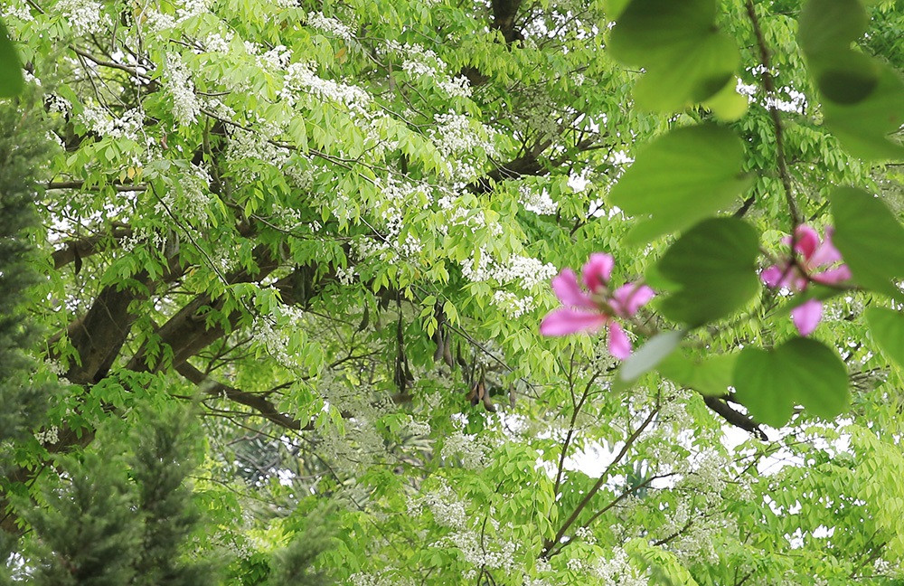 Bajo el sol primaveral.