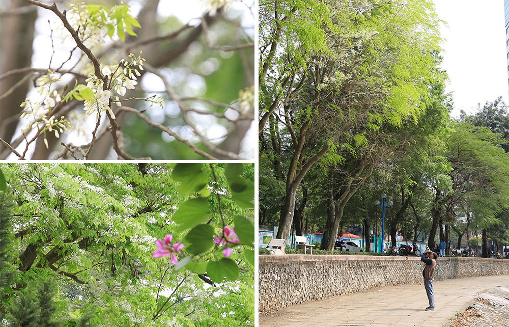 La temporada de “Sua” añade un toque distintivo a la pintura sobre Hanói en la transición de estaciones, así como inspira a muchos fotógrafos.