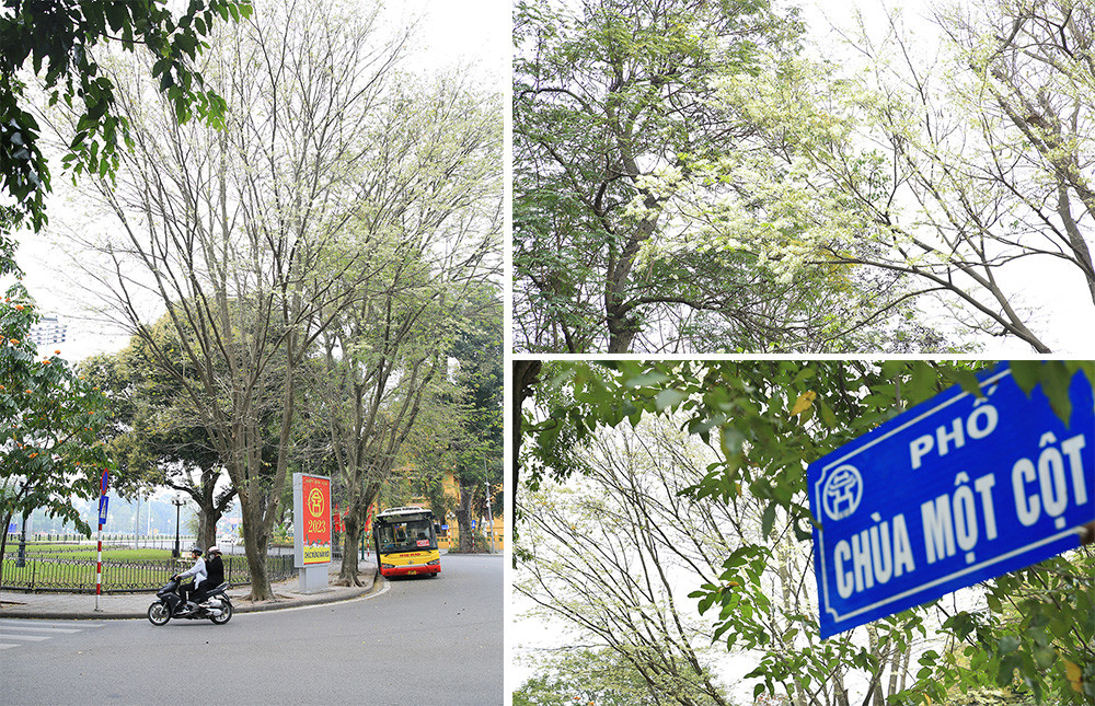Por estos días, al caminar por calles capitalinas como Dien Bien Phu, Phan Dinh Phung y Hoang Hoa Tham, la gente queda fascinada con el blanco puro de las flores de “Sua”.