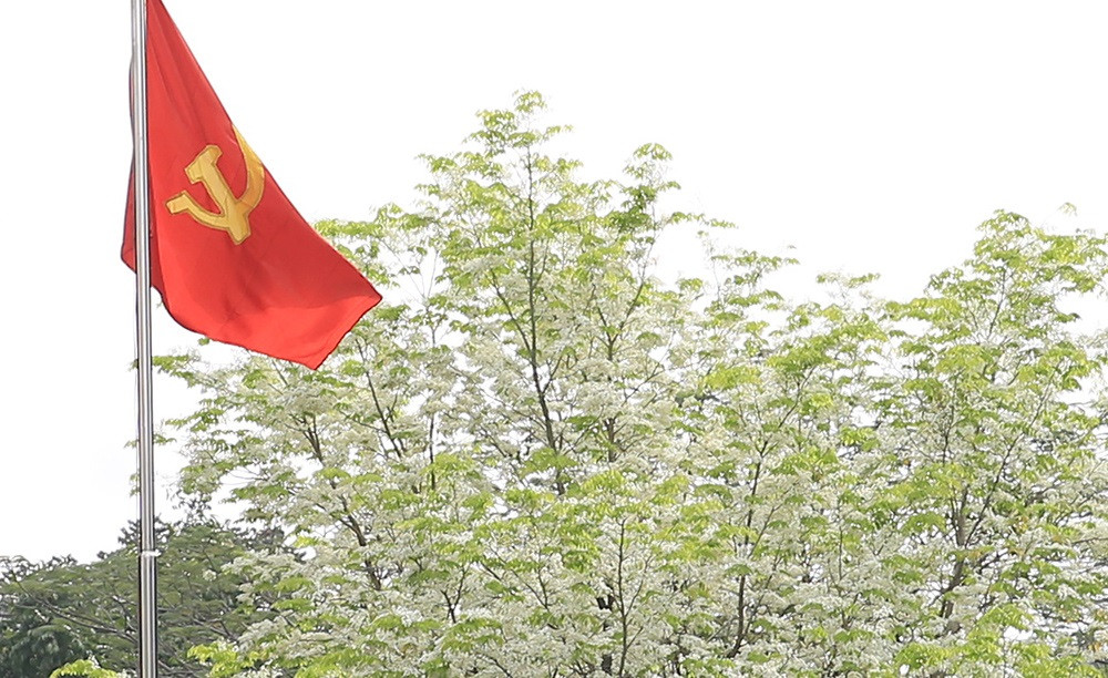 La temporada de floración de esta especie es corta, de siete a 10 días.