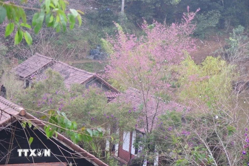 Las flores de durazno silvestre crecen a orillas del lago Dam Bri. Las flores de durazno silvestre crecen a orillas del lago Dam Bri.
