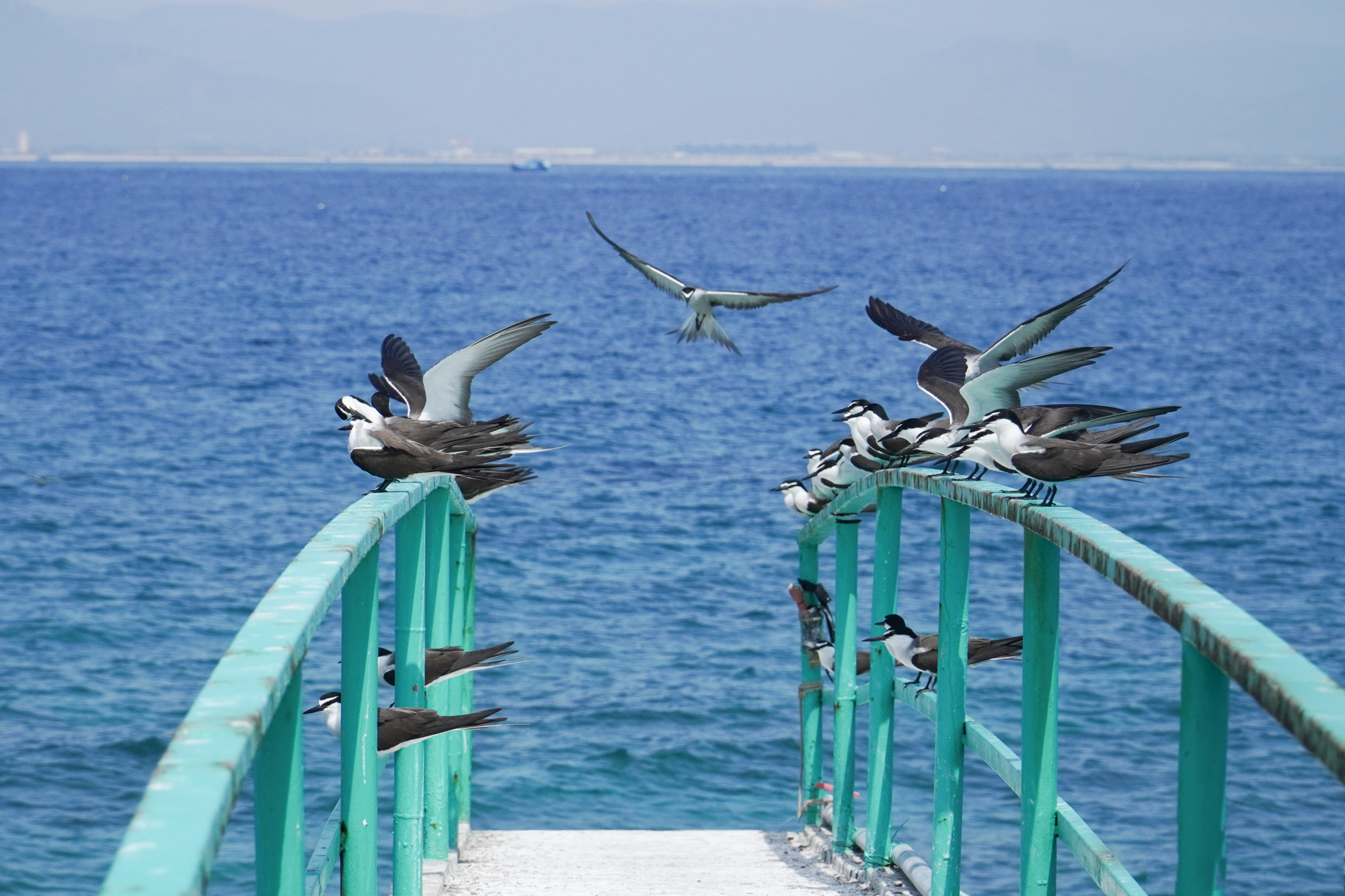 Las gaviotas migran anualmente de marzo a octubre a la zona marítima de Nha Trang, una señal del mar tranquilo y de tiempo favorable para la navegación.