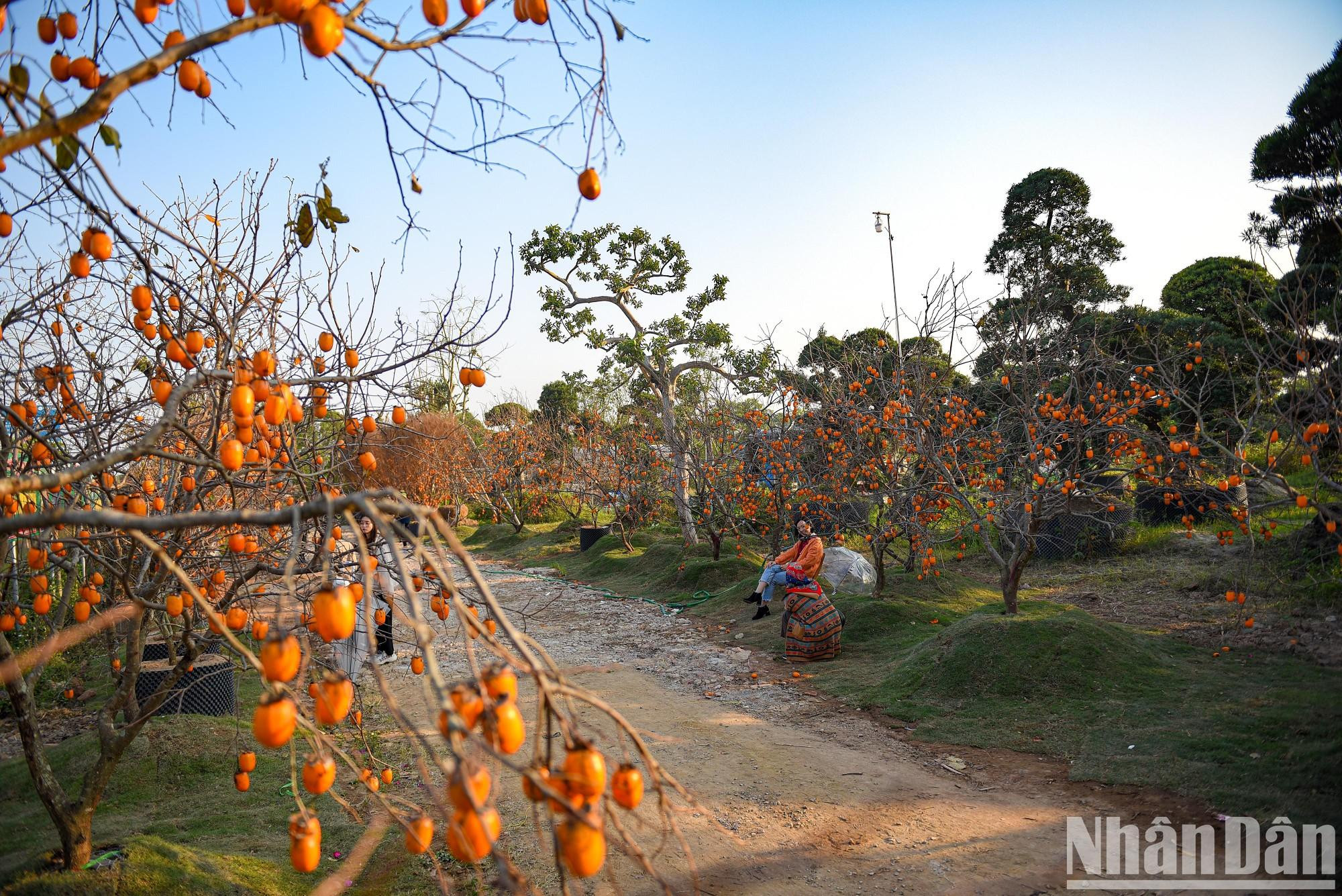 Los días de transición entre otoño e invierno marcan el inicio de la temporada de caqui en la meseta de Moc Chau.