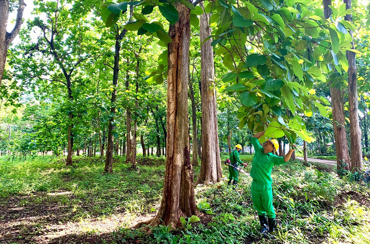 El verdor crece con cada vez mayor espesura y lindeza gracias a los concienzudos cuidadores.