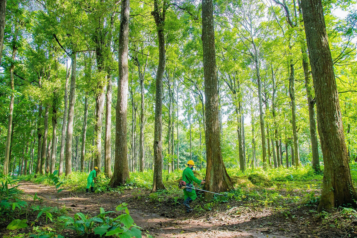 El bosque se extiende sobre más de 71 hectáreas con múltiples tipos de árboles, originalmente cultivados para fines de prueba.
