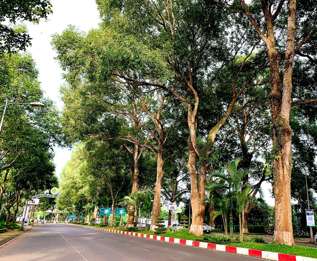 Conservar esta hilera de árboles es un prerrequisito de Dak Lak ahora que el Ministerio de Transporte está planeando expandir el aeropuerto de Buon Ma Thuot.