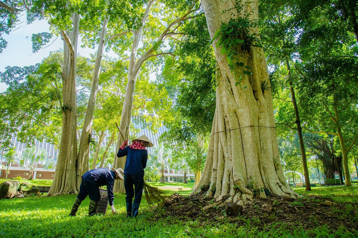 El bosque secular en el seno de la ciudad recibe un cuidado esmerado de los trabajadores de la Empresa de Urbes y Medio Ambiente de Dak Lak.