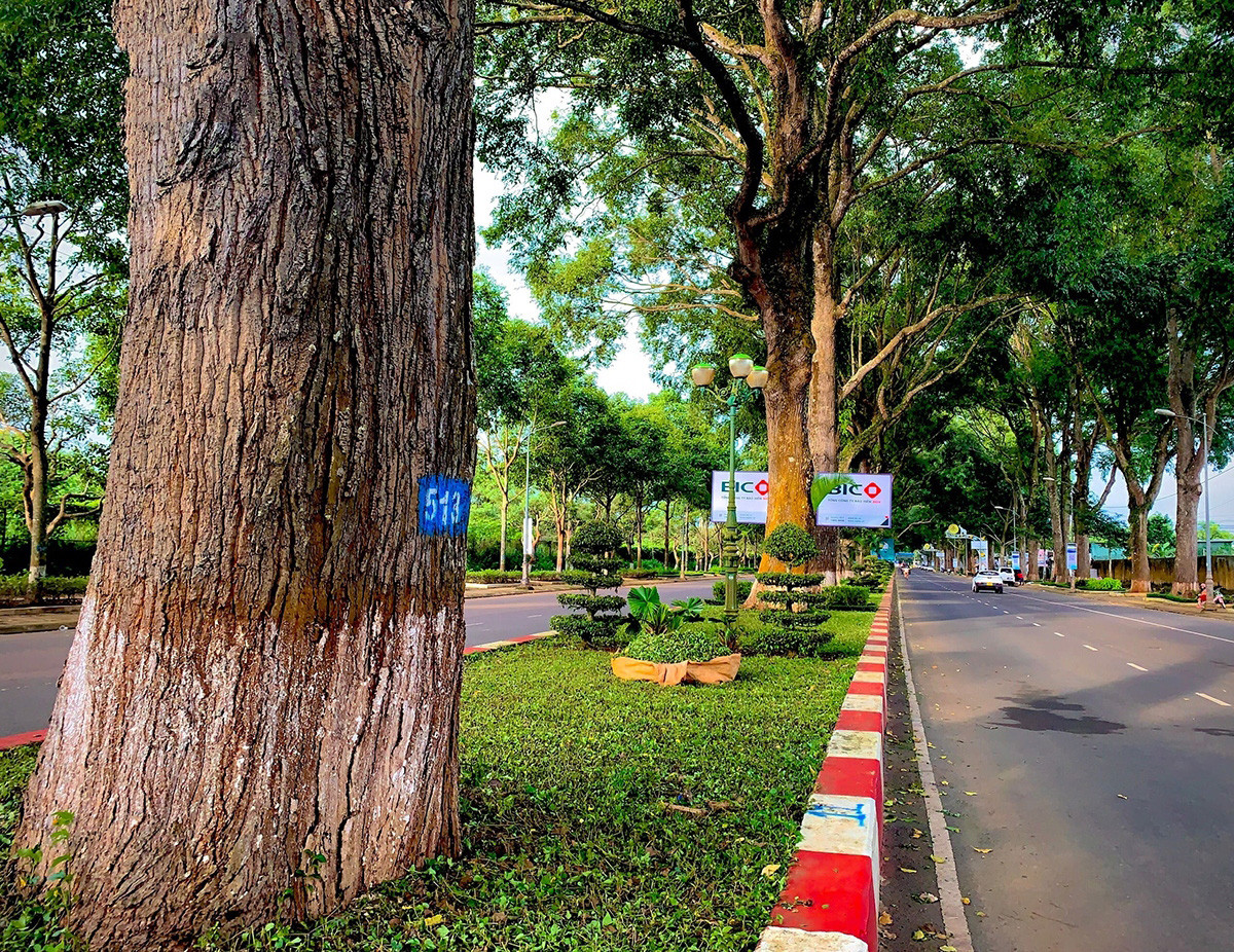 También sembrados hace cien años, los árboles Hopea odorata a las orillas de la calle de Dam San, que conduce al aeropuerto de Buon Ma Thuot, es un testigo histórico de los 120 años de formación y desarrollo de la ciudad y la provincia.