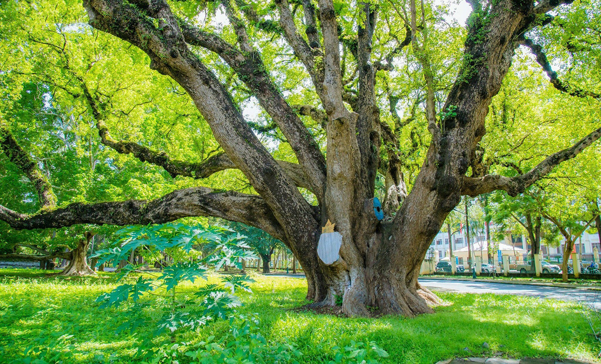 Por orden de Sabatier, en el recinto se cultivaron árboles de diversas especies, en particular el alcanforero (Cinnamomum camphora), como se ve en la foto de arriba. Este ejemplar, con un diámetro de unos 2,5 metros y una altura de más de 30 metros, ha sido declarado "Árbol del Patrimonio de Vietnam" por la Asociación Nacional para la Protección de la Naturaleza y el Medio Ambiente.