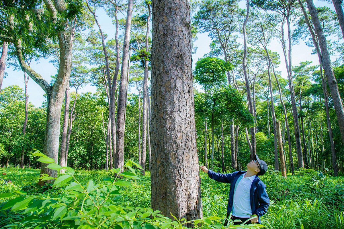 Junto con las centenarias franjas boscosas, Buon Ma Thuot posee “pulmones verdes” de decenas de años como el homónimo parque en el barrio de Tan An, el pinar “19 de mayo” en el barrio de Ea Tam y numerosas zonas arboladas.