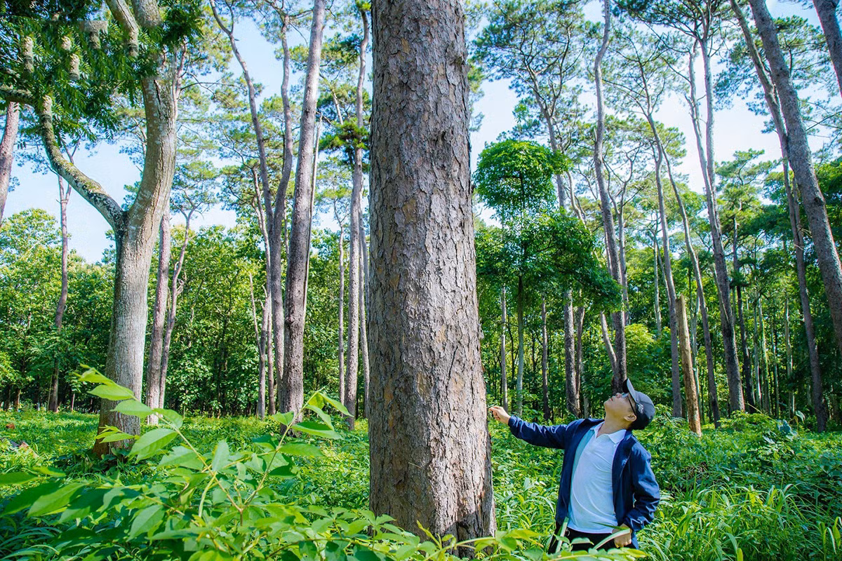 Junto con las centenarias franjas boscosas, Buon Ma Thuot posee “pulmones verdes” de decenas de años como el homónimo parque en el barrio de Tan An, el pinar “19 de mayo” en el barrio de Ea Tam y numerosas zonas arboladas.