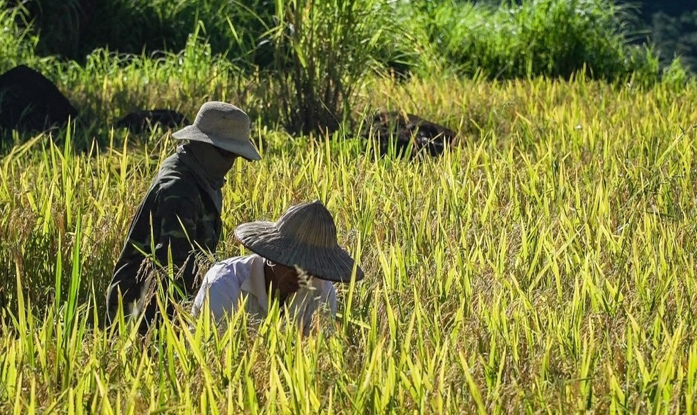 Los campos en terrazas de la comuna de Mien Doi están en temporada de cosecha. Los campos en terrazas de la comuna de Mien Doi están en temporada de cosecha.