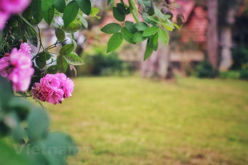 Gracias a las adecuadas condiciones climáticas y del suelo, las hortalizas y las flores crecieron rápidamente, así como los árboles frutales autóctonos de este país asiático. La plantación de las flores se convirtió oficialmente en un comercio en Da Lat en 1938, cuando los inmigrantes de las aldeas tradicionales de flores de Hanói, Ngoc Ha y Nghi Tam, se establecieron en Ha Dong. El cultivo de flores no solo ha sido un sustento para los lugareños, sino que también ha creado una nueva apariencia para la ciudad de Da Lat, que alberga pueblos, campos, carreteras y villas con plantas que florecen durante todo el año.