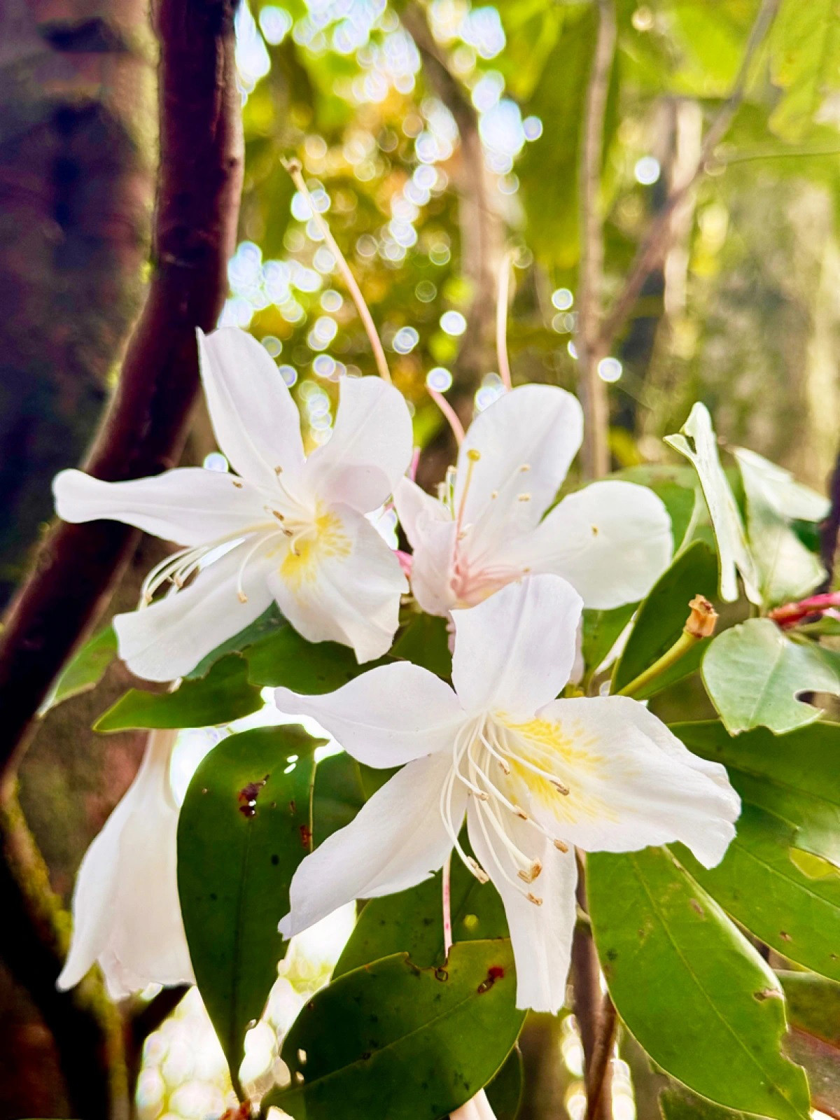 Los rododendros blancos de Bach Ma empiezan a florecer a inicios de marzo. Se trata de una especie de tallo leñoso y pequeño que crece mejor a más de mil metros sobre el nivel del mar y que puede alcanzar entre tres y ocho metros de altura. Los rododendros blancos de Bach Ma empiezan a florecer a inicios de marzo. Se trata de una especie de tallo leñoso y pequeño que crece mejor a más de mil metros sobre el nivel del mar y que puede alcanzar entre tres y ocho metros de altura.