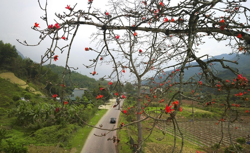 En los últimos días de marzo, se aprecia la floración de los algodoneros rojos.