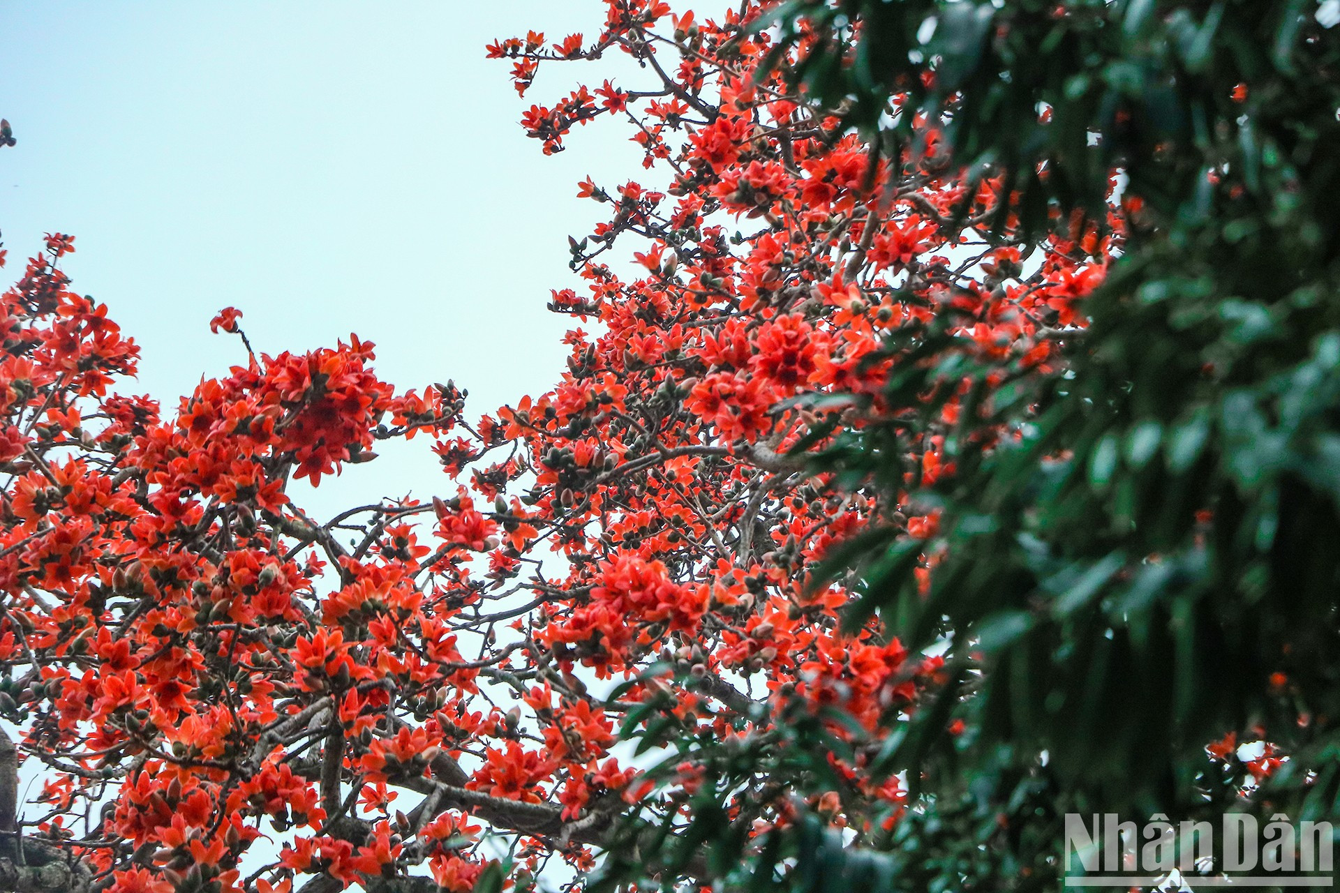Marzo, el mes de los brillantes algodoneros rojos