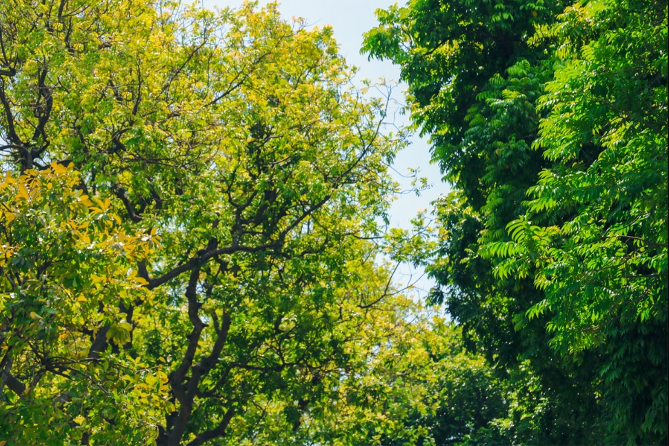 El sol otoñal que se abre paso a través del exuberante follaje crea unas estampas preciosas.