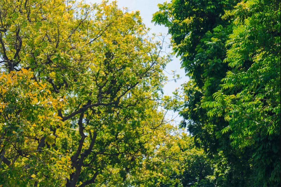 El sol otoñal que se abre paso a través del exuberante follaje crea unas estampas preciosas.