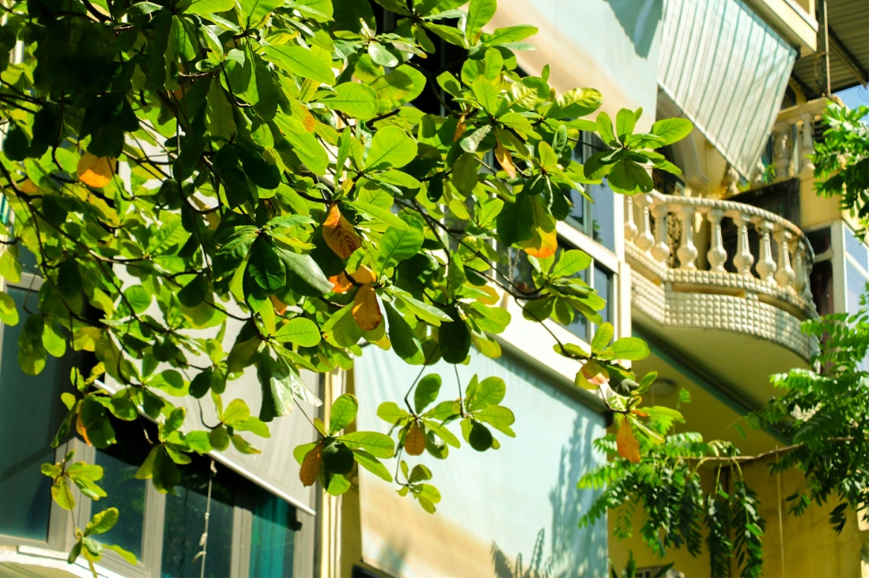 La presencia del otoño implica el cambio de color y luego la caída de las hojas.