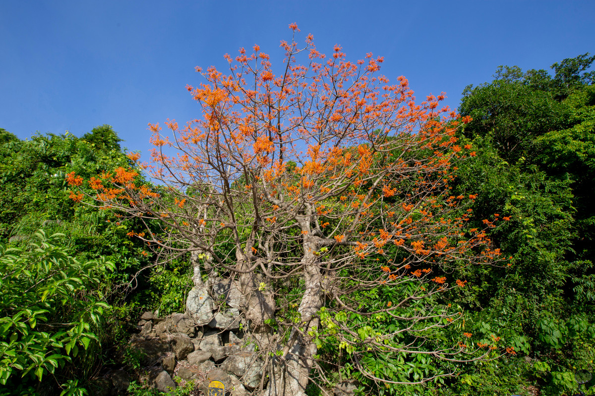 Esta especie de flora lleva mucho tiempo entre los isleños. Sus tres ejemplares en la aldea de Bai Lang (foto de arriba), que tienen entre 155 y 250 años, fueron designados "Árbol Patrimonio de Vietnam" por la Asociación Nacional para la Protección de la Naturaleza y el Medio Ambiente en abril de 2015. Además, la gente utiliza sus semillas y su corteza para fabricar hamacas, aceite, protectores solares y alimentos. Esta especie de flora lleva mucho tiempo entre los isleños. Sus tres ejemplares en la aldea de Bai Lang (foto de arriba), que tienen entre 155 y 250 años, fueron designados "Árbol Patrimonio de Vietnam" por la Asociación Nacional para la Protección de la Naturaleza y el Medio Ambiente en abril de 2015. Además, la gente utiliza sus semillas y su corteza para fabricar hamacas, aceite, protectores solares y alimentos.