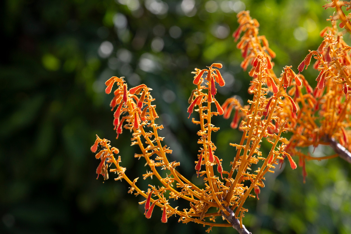 Los árboles Firmiana simplex brotan de rocas. Cuanto más árido y caluroso es el tiempo, más bellas abren sus flores. Según la Reserva Marina de Cu Lao Cham, un árbol maduro de esa especie aquí tiene de cinco a 10 metros de altura debido al suelo seco y somero. Los árboles Firmiana simplex brotan de rocas. Cuanto más árido y caluroso es el tiempo, más bellas abren sus flores. Según la Reserva Marina de Cu Lao Cham, un árbol maduro de esa especie aquí tiene de cinco a 10 metros de altura debido al suelo seco y somero.