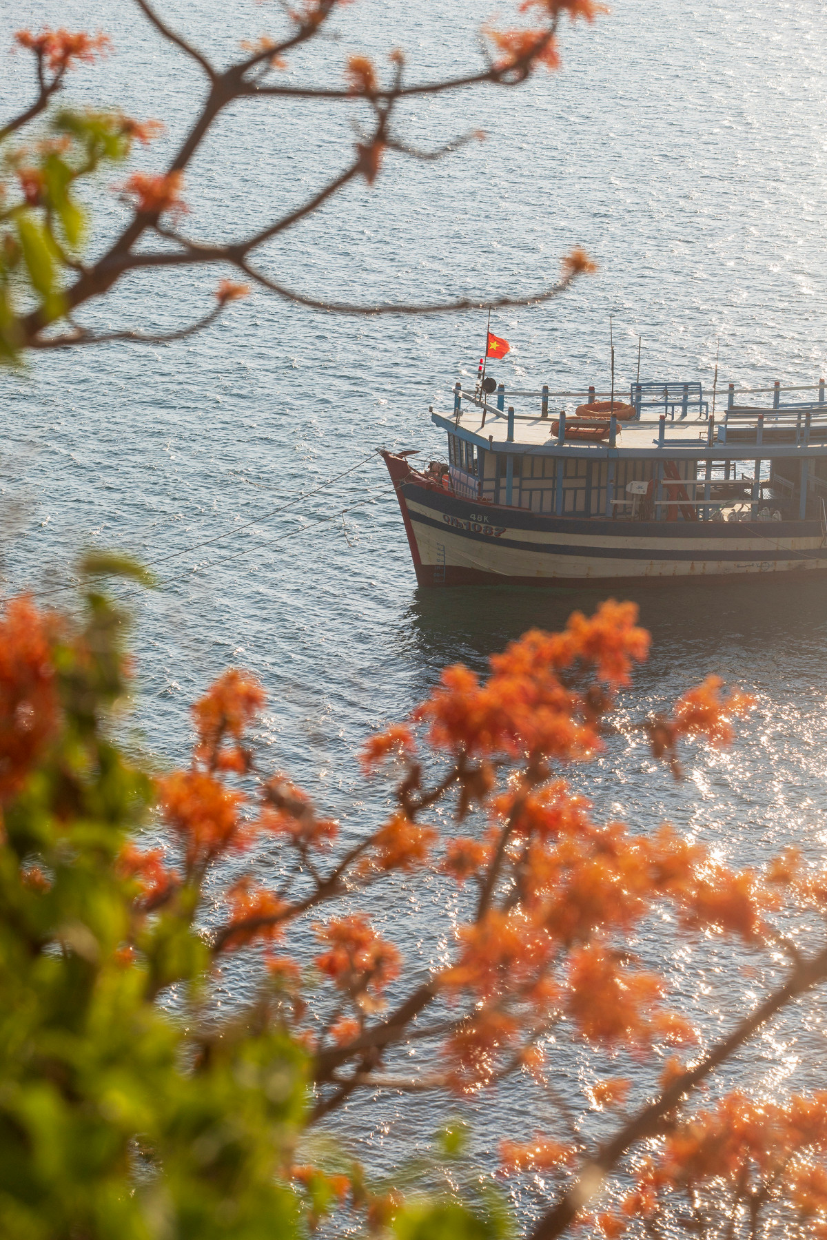 Según un fotógrafo de la ciudad de Da Nang que regresó a las islas este mes, ve que se han cultivado más plantas Firmiana simplex en sitios públicos y barrios residenciales. Según un fotógrafo de la ciudad de Da Nang que regresó a las islas este mes, ve que se han cultivado más plantas Firmiana simplex en sitios públicos y barrios residenciales.