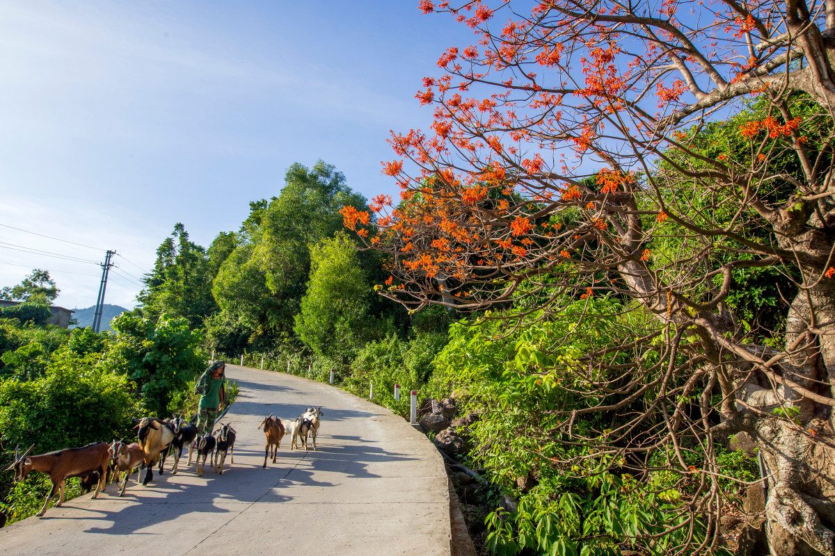 Quienes llegan a Cu Lao Cham a finales de julio e inicios de agosto también pueden hacer buceo para contemplar arrecifes de coral, acampar, jugar al parapente acuático y degustar exquisitos mariscos y platos preparados al estilo local. Quienes llegan a Cu Lao Cham a finales de julio e inicios de agosto también pueden hacer buceo para contemplar arrecifes de coral, acampar, jugar al parapente acuático y degustar exquisitos mariscos y platos preparados al estilo local.