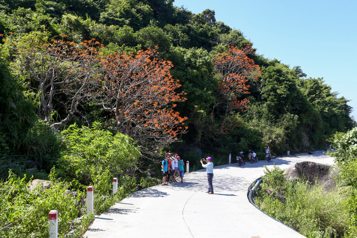 Los parasoles chinos lucen entrelazados con otros árboles en las laderas de monte y a lo largo del paso marítimo, lo que facilita a los interesados hacer turismo y tomar fotos. Los parasoles chinos lucen entrelazados con otros árboles en las laderas de monte y a lo largo del paso marítimo, lo que facilita a los interesados hacer turismo y tomar fotos.