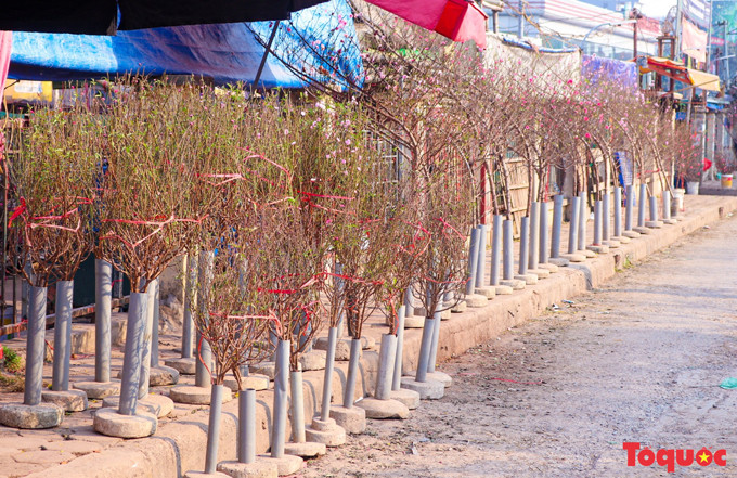 En el mercado de Quang Ba, en la calle de Au Co, centenares de árboles y ramas de melocotón en floración anticipada se alinean en el pavimento esperando a los compradores. La mayoría son de color rosa pálido, por lo cual lo llaman “đào phai” (melocotón desteñido) para distinguirlo de otra variedad más pigmentada.