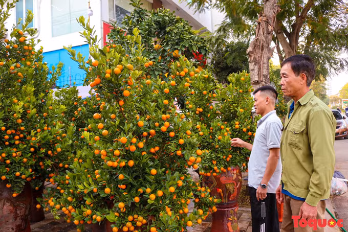 El kumquat, otra planta ornamental preferida en el Tet.