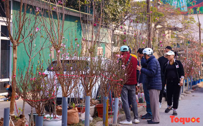Desde hace tiempo los mercados de flores se han convertido en una especialidad de las celebraciones por el Tet. La compraventa o simplemente los recorridos por estos bazares ya es una costumbre.