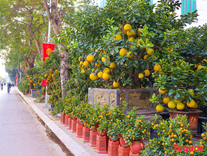 Kumquat, toronjos y durazneros de gran tamaño son plantados en sofisticadas macetas.