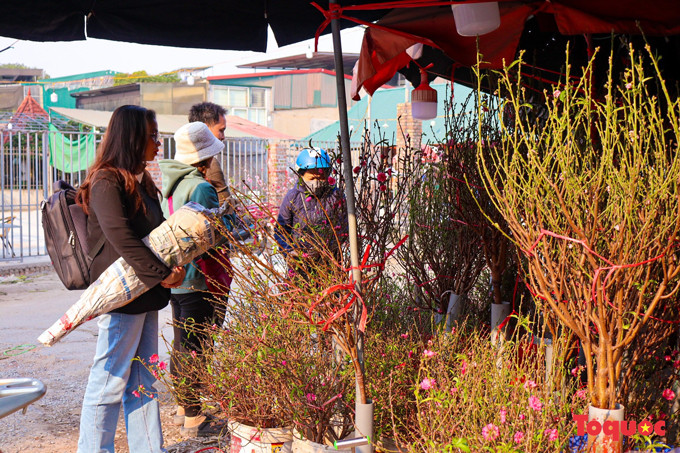 El durazno es la primera opción a la hora de adornar la vivienda con motivo del Tet. Constituye una singularidad cultural no solo de los capitalinos, sino también de todo el país. “Mi familia acostumbra a comprar ramitas de melocotón para depositar en el altar y engalanar la casa. Nos hace sentir más la atmósfera del Tet”, compartió una residente en Hanói.