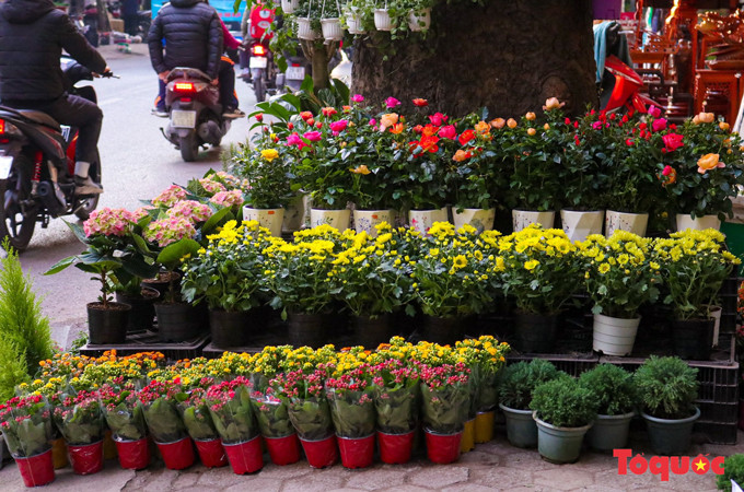 En comparación con sus similares, el bazar de Hoang Hoa Tham dispone de una amplia gama de flores importadas como orquídeas, margaritas y tulipanes, así que atrae a más clientes.